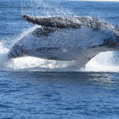 A humpback whale breaches out of the ocean